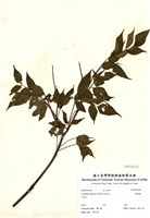 藏品(野鴉椿)的圖片